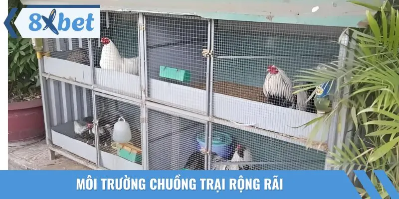 Chuẩn bị chuồng trại sạch sẽ cực kỳ cần thiết khi áp dụng cách nuôi gà đá bo