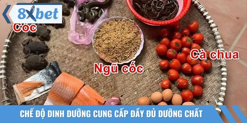 Cách nuôi gà đá chân cần chú trọng đến chế độ dinh dưỡng