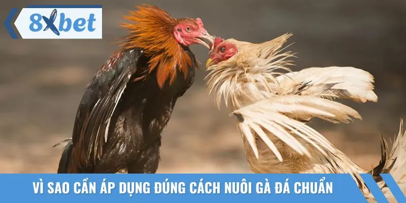 Cách nuôi gà đá chuẩn giúp chiến kê đạt phong độ đỉnh cao
