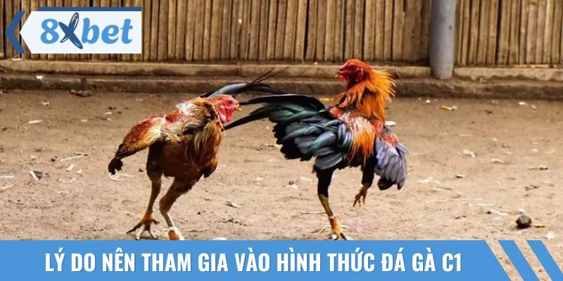 Ưu điểm khi bắt đầu trải nghiệm đá gà C1