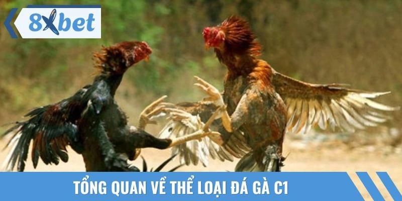 Khái quát về hình thức đấu chiến kê C1