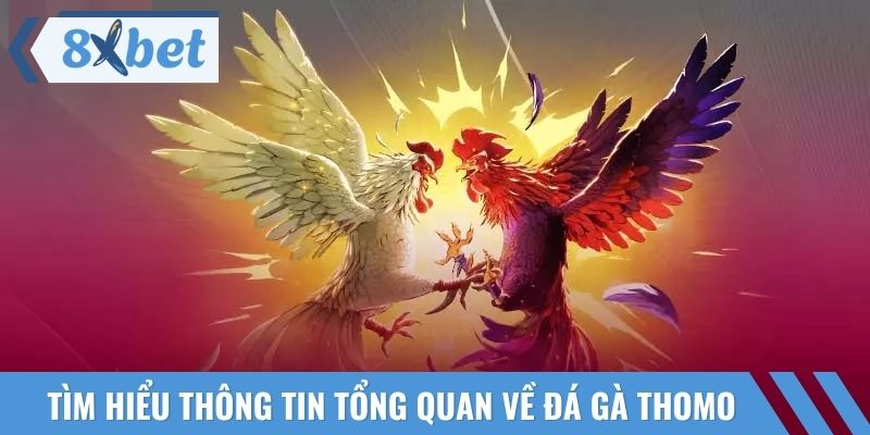 Đá gà Thomo luôn thu hút đông đảo người hâm mộ cá cược gà chọi