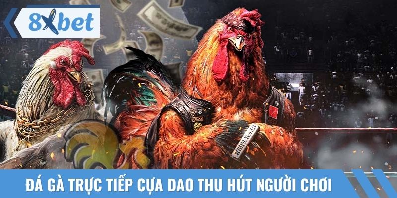 Đá gà trực tiếp cựa dao thu hút hàng ngàn người chơi mỗi ngày