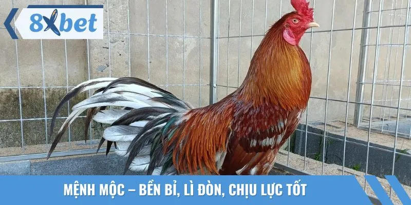 Màu mạng gà đá theo ngũ hành mệnh Mộc có sức chịu đòn cực tốt