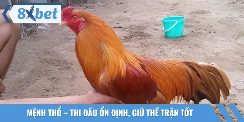 Màu mạng gà đá theo ngũ hành Thổ có khả năng giữ nhịp trận đấu ổn