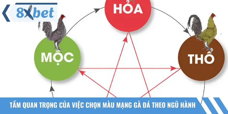 Chọn màu mạng gà đá theo ngũ hành quyết định thành bại của chiến kê