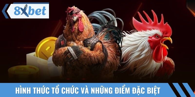 Những chú gà chiến mạnh mẽ tạo nên những trận cầu kịch tính